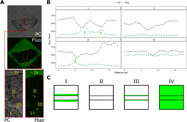 Visualizing liquid distribution across hyphal networks with cellular resolution.