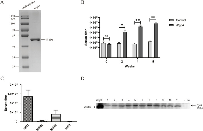 Immunization with recombinant <i>Streptococcus pneumoniae</i> PgdA protects mice against lung invasion.