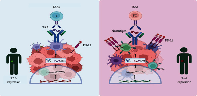 Tumour Immunotherapy and Applications of Immunological Products: A Review of Literature.