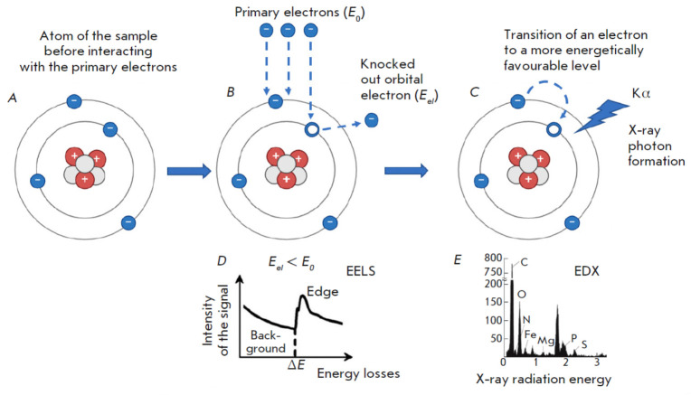 Visualization of Nucleic Acids in Microand Nanometer-Scale Biological Objects Using Analytical Electron Microscopy.