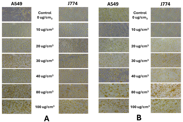 Cytotoxic Potencies of Zinc Oxide Nanoforms in A549 and J774 Cells.