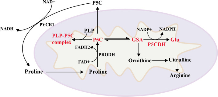 Precision diagnosis and treatment of vitamin metabolism-related epilepsy.