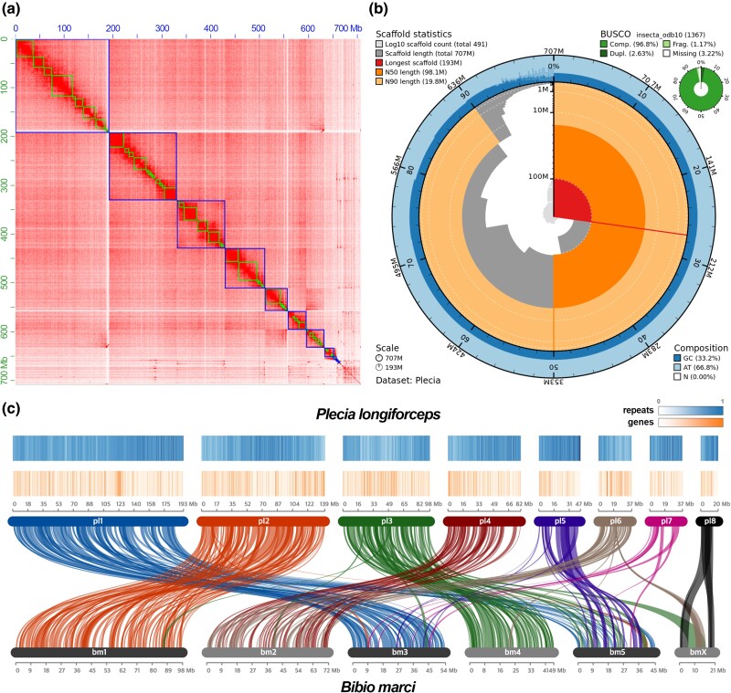 A Chromosome-Scale and Annotated Reference Genome Assembly of Plecia longiforceps Duda, 1934 (Diptera: Bibionidae).