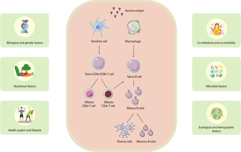 How does geographical diversity shape vaccine efficacy?
