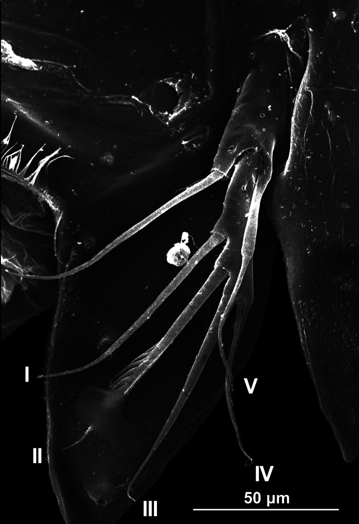 Abstract Image