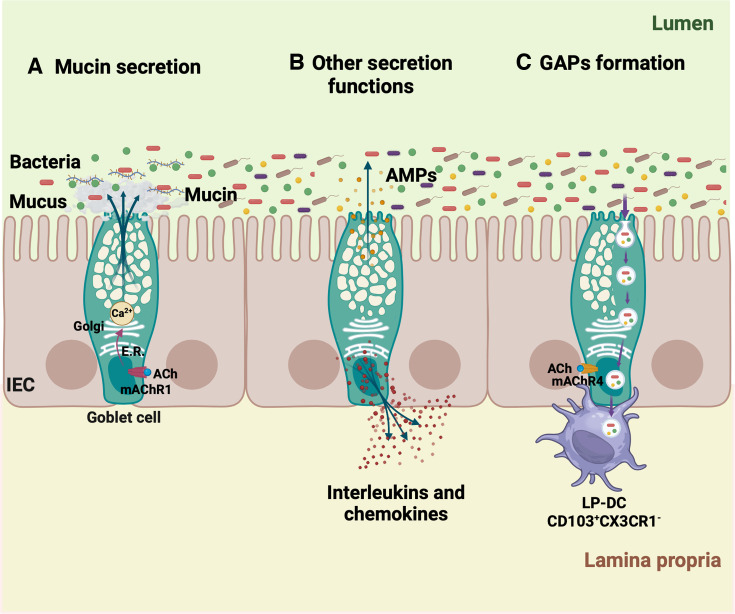 Goblet cells: guardians of gut immunity and their role in gastrointestinal diseases.
