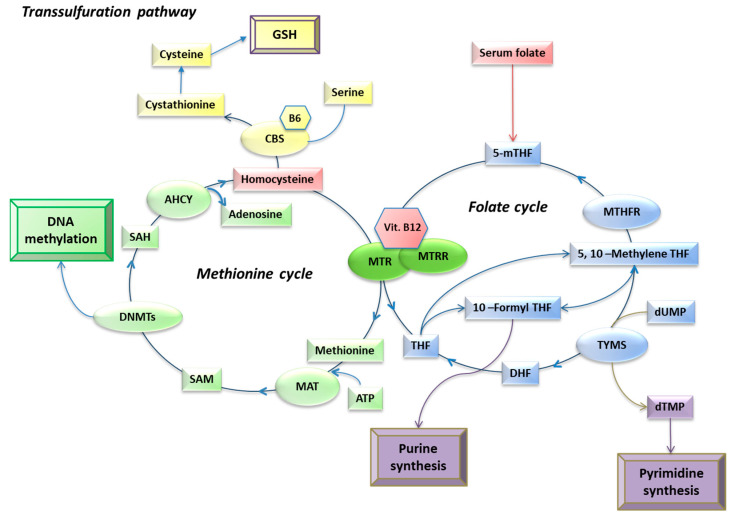 Associations between Circulating Biomarkers of One-Carbon Metabolism and Mitochondrial D-Loop Region Methylation Levels.