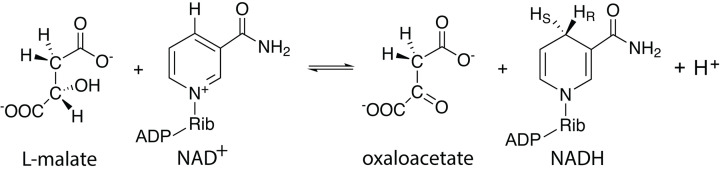 Catalytic mechanism and kinetics of malate dehydrogenase.