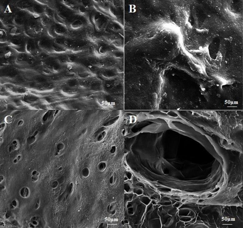 An update on technical method of cartilage decellularization: A physical-based protocol.