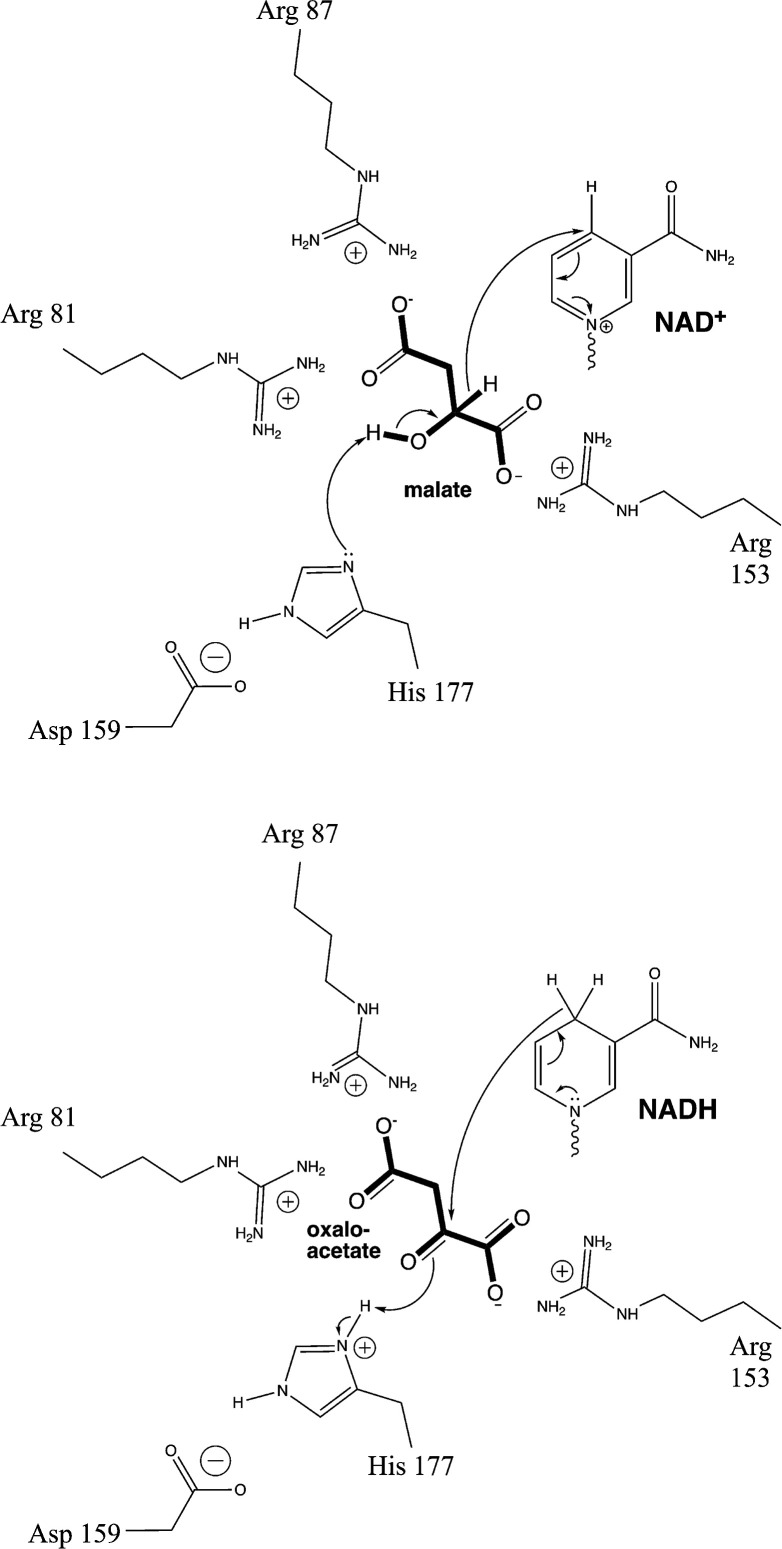 Catalytic mechanism and kinetics of malate dehydrogenase.