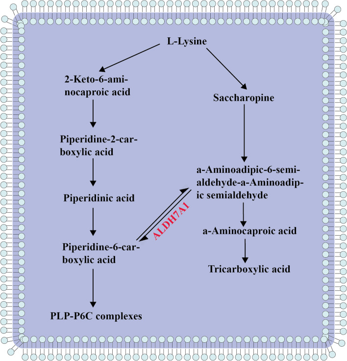 Precision diagnosis and treatment of vitamin metabolism-related epilepsy.