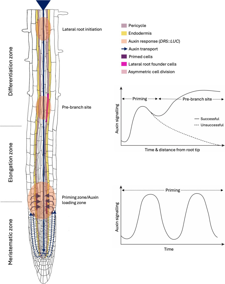 Shaping root architecture: towards understanding the mechanisms involved in lateral root development.