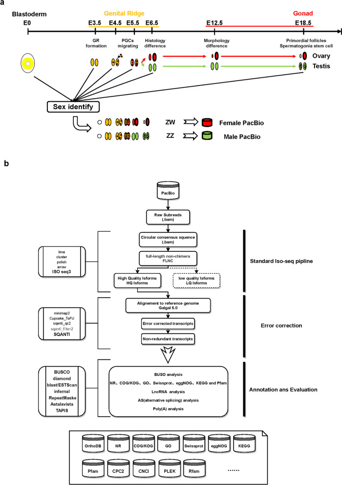 The full-length transcriptional of the multiple spatiotemporal embryo-gonad tissues in chicken (Gallus gallus).