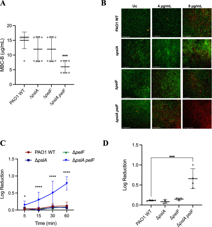 The role of exopolysaccharides Psl and Pel in resistance of <i>Pseudomonas aeruginosa</i> to the oxidative stressors sodium hypochlorite and hydrogen peroxide.