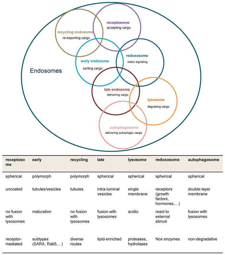 Redox Signaling in Endosomes Using the Example of EGF Receptors: A Graphical Review.