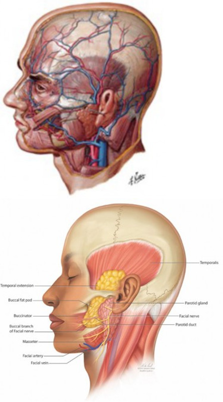 Frontiers in Medical Illustration: From Netter's Naturalism to a Representation Revolution.