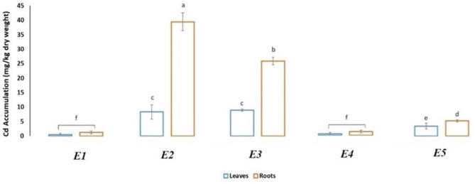 Choline supplementation reduces cadmium uptake and alleviates cadmium toxicity in Solanum lycopersicum seedlings.