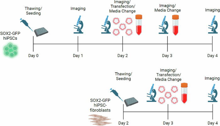 Surface tension enables induced pluripotent stem cell culture in commercially available hardware during spaceflight.