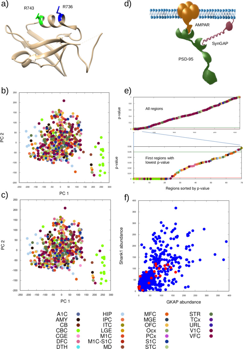 Correction to: Simulated complexes formed from a set of postsynaptic proteins suggest a localised effect of a hypomorphic Shank mutation.