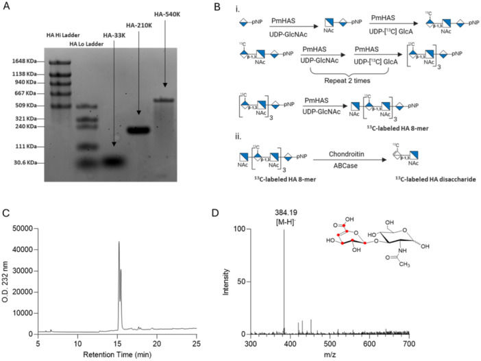 Utility of Authentic <sup>13</sup>C-Labeled Disaccharide to Calibrate Hyaluronan Content Measurements by LC-MS.