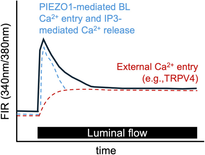 Going with the flow: New insights regarding flow induced K<sup>+</sup> secretion in the distal nephron.