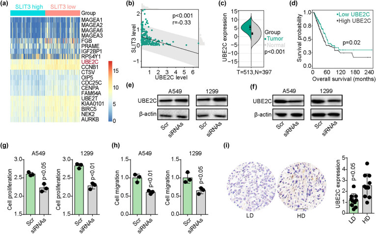 SLIT3 deficiency promotes non-small cell lung cancer progression by modulating UBE2C/WNT signaling.