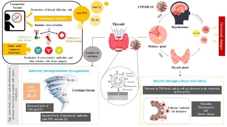 Thyroid Function in the Time of COVID-19: A Systematic Review of Disease Progression and Vaccination Effect.