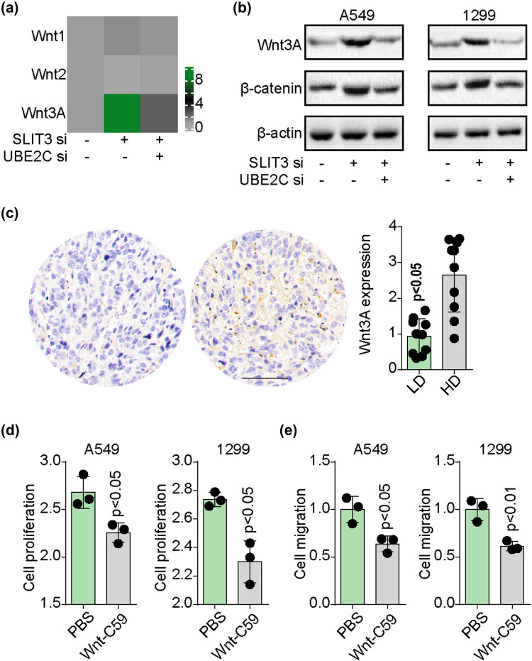SLIT3 deficiency promotes non-small cell lung cancer progression by modulating UBE2C/WNT signaling.