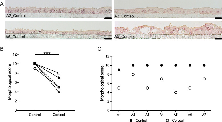 Maternal stress and the early embryonic microenvironment: investigating long-term cortisol effects on bovine oviductal epithelial cells using air-liquid interface culture.