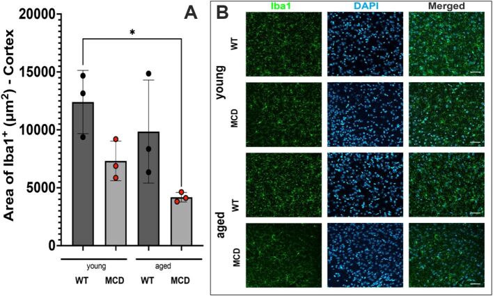 Acute liver damage generates age independent microglia morphology changes in mice.