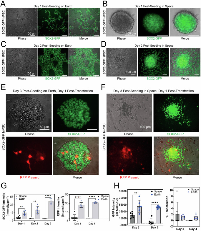 Surface tension enables induced pluripotent stem cell culture in commercially available hardware during spaceflight.