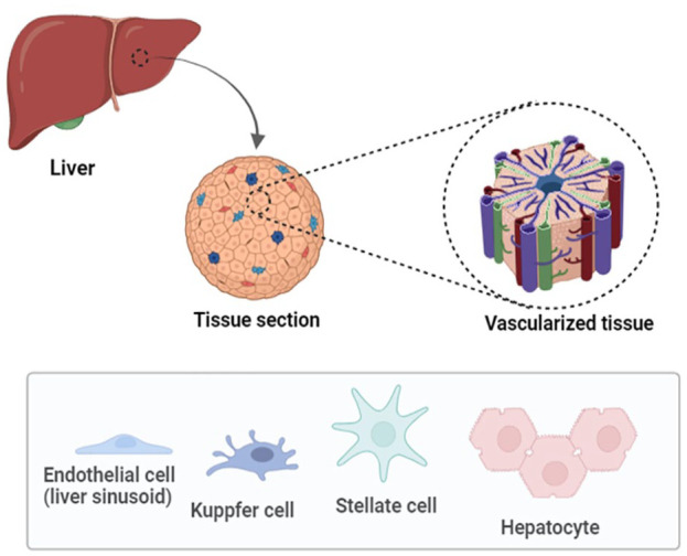 Scaffold-mediated liver regeneration: A comprehensive exploration of current advances.