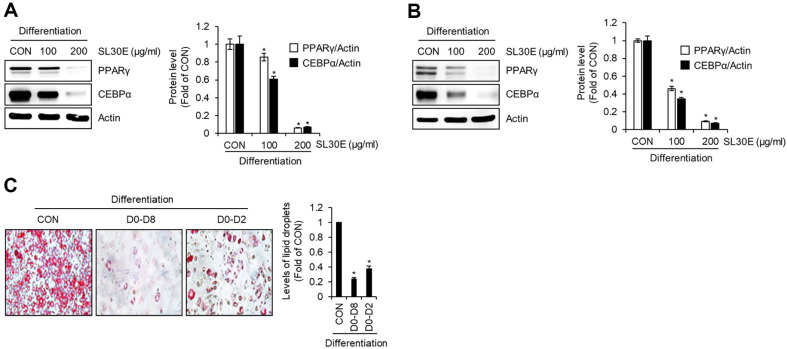 Inhibitory Activity of <i>Sparassis latifolia</i> on the Lipid Accumulation through Suppressing Adipogenesis and Activating Lipolysis in 3T3-L1 Cells.
