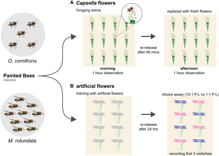 Foraging bee species differentially prioritize quantity and quality of floral rewards.