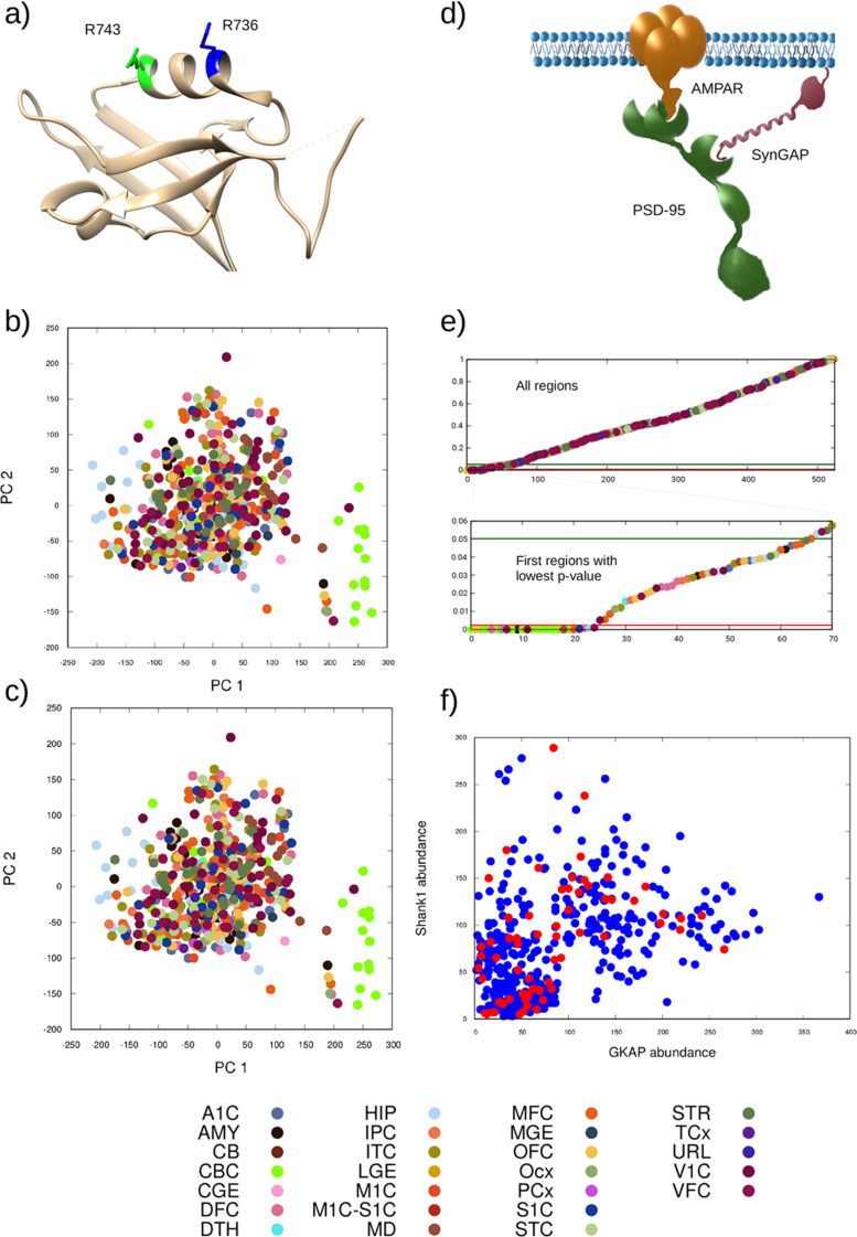 Correction to: Simulated complexes formed from a set of postsynaptic proteins suggest a localised effect of a hypomorphic Shank mutation.