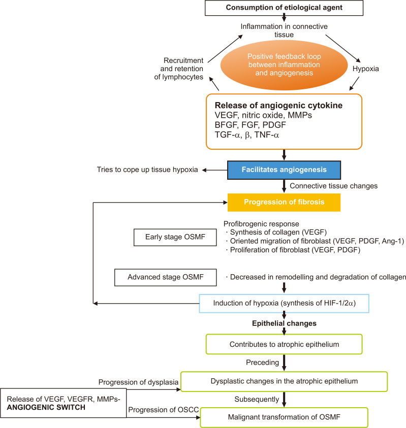 Exploring the role of angiogenesis in fibrosis and malignant transformation in oral submucous fibrosis: a systematic review and meta-analysis.