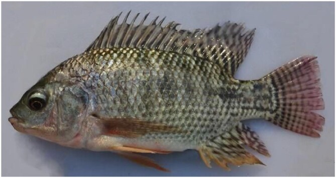 Framing challenges and polarized issues in invasion science: toward an interdisciplinary agenda.