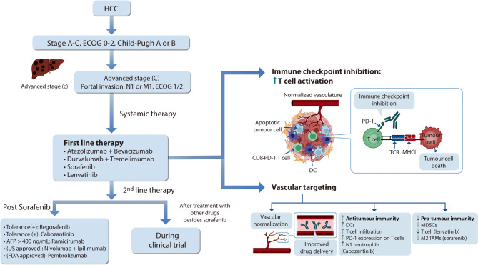 Current perspectives on the pharmacological treatment of advanced hepatocellular carcinoma: a narrative review.