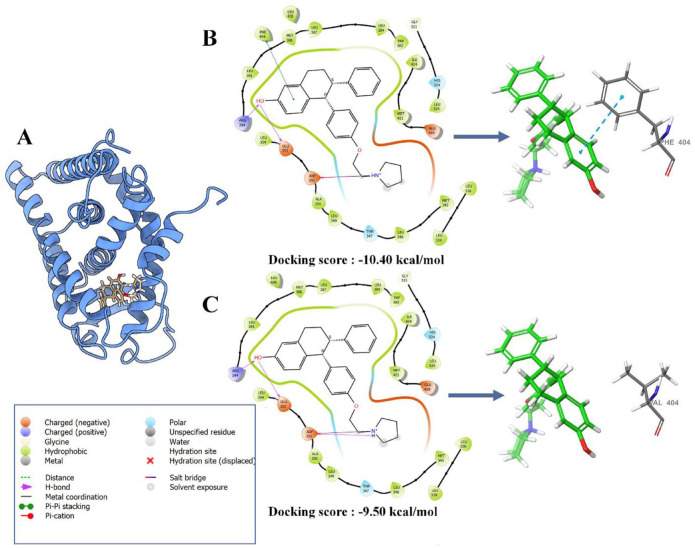 Investigating Lasofoxifene Efficacy Against the Y537S + F404V Double-Mutant Estrogen Receptor Alpha Using Molecular Dynamics Simulations.