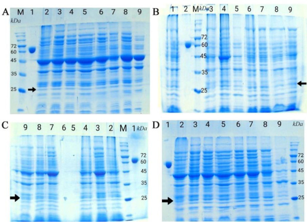 Optimization of the Production of Soluble Recombinant TEV Protease in Two <i>E. coli</i> Strains.