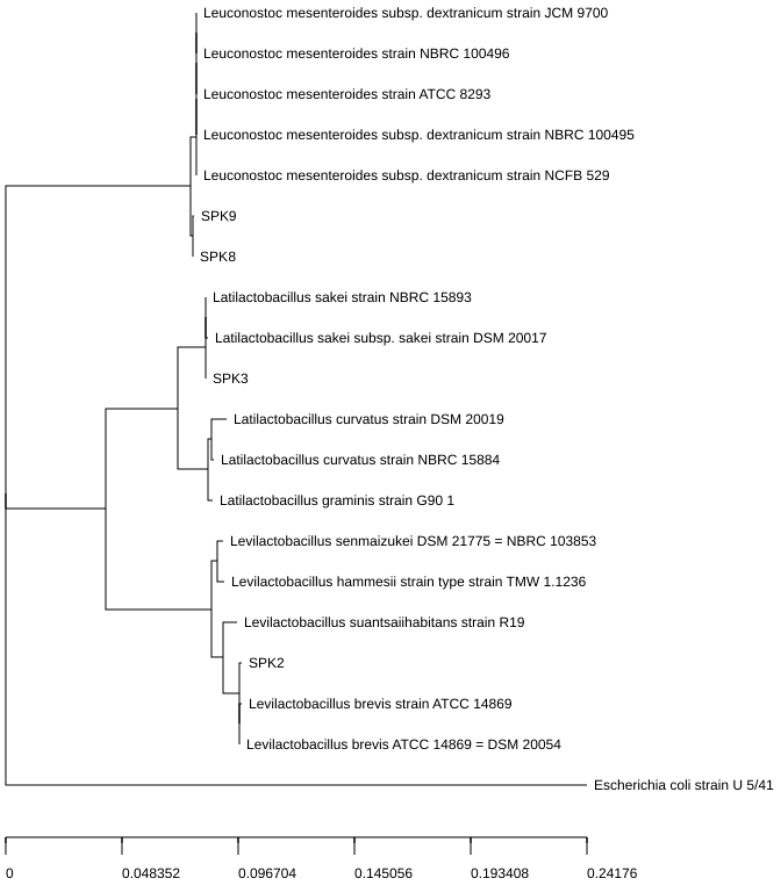 Antioxidant Activity and Other Characteristics of Lactic Acid Bacteria Isolated from Korean Traditional Sweet Potato Stalk Kimchi.