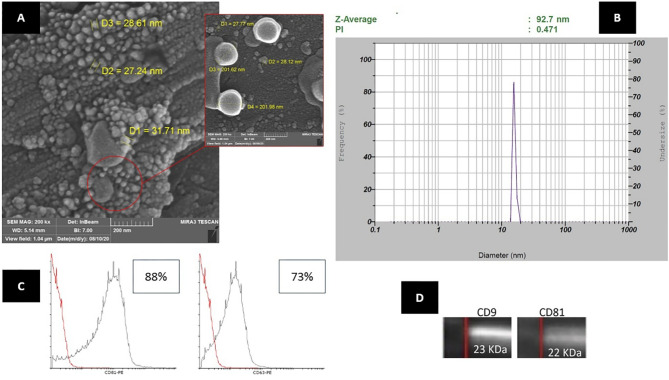 Safety and efficacy of placental mesenchymal stromal cells-derived extracellular vesicles in knee osteoarthritis: a randomized, triple-blind, placebo-controlled clinical trial.