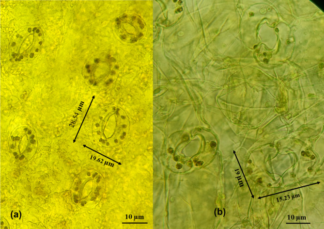 An efficient and easy-to-use protocol for induction of haploids in cucumber through parthenogenic embryo development.