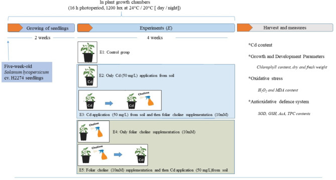 Choline supplementation reduces cadmium uptake and alleviates cadmium toxicity in Solanum lycopersicum seedlings.