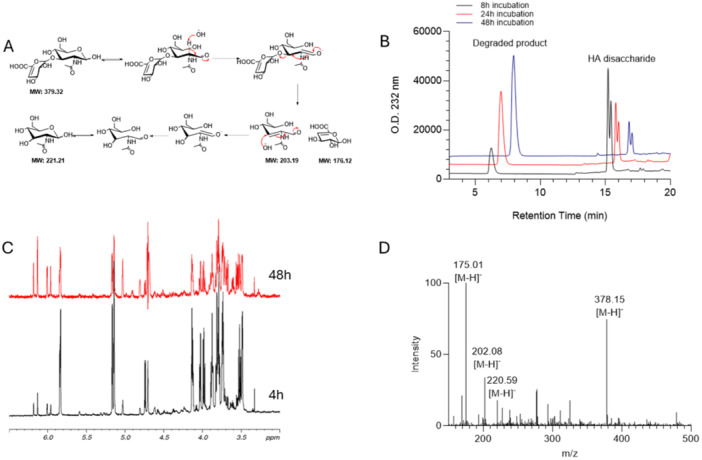 Utility of Authentic <sup>13</sup>C-Labeled Disaccharide to Calibrate Hyaluronan Content Measurements by LC-MS.