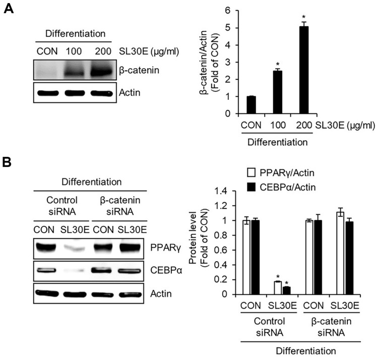 Inhibitory Activity of <i>Sparassis latifolia</i> on the Lipid Accumulation through Suppressing Adipogenesis and Activating Lipolysis in 3T3-L1 Cells.