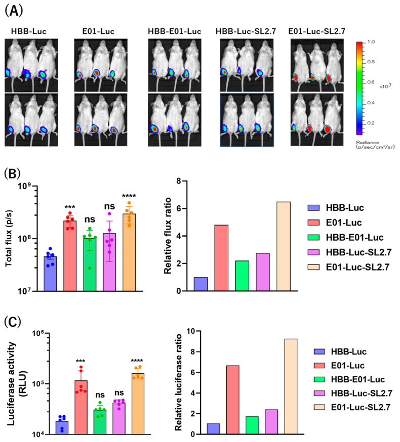Enhanced Broad-Spectrum Efficacy of an L2-Based mRNA Vaccine Targeting HPV Types 6, 11, 16, 18, with Cross-Protection Against Multiple Additional High-Risk Types.