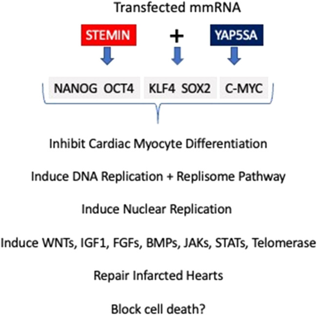 STEMIN and YAP5SA, the future of heart repair?