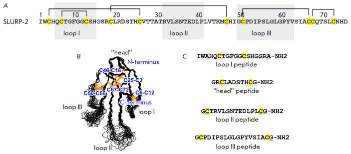Peptide Mimicking Loop II of the Human Epithelial Protein SLURP-2 Enhances the Viability and Migration of Skin Keratinocytes.