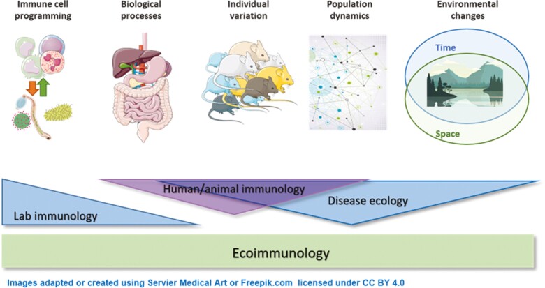 How (Eco)immunology can augment global EcoHealth programmes: opportunities, needs, and challenges.